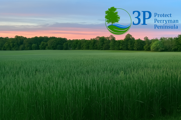 3P Protect Perryman Peninsula logo in the top right corner of a scenic photo of the Mitchell Farm, showing open green fields of rye and tree-lined horizon under a blue and pink sky.
