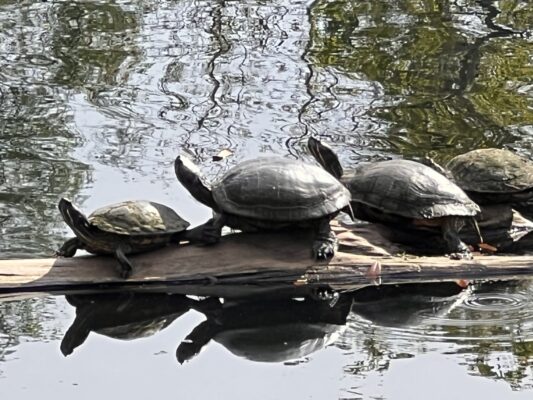 Happy Turtles Perryma Park